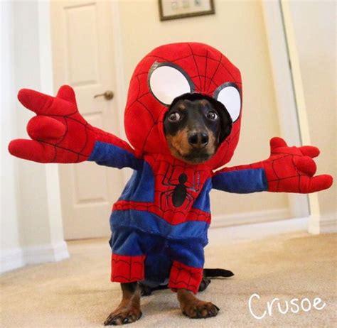 spider man dog costume